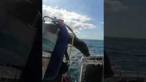 #travel #adventure #ocean #live #scuba #dive #underwater #explore #outdoors #scubadivediver #yolo