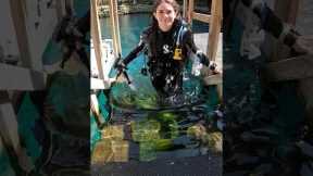 How to go diving at Blue Grotto in Florida 🤿👌 #scubadiving