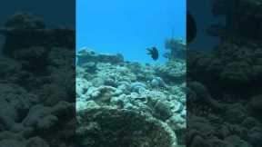 Exploring scuba dive 🤿 🧜‍♀️🐳 #scubadive #diving #travel #seychelles