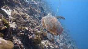 Underwater Paradise | Scuba Diving in the Maldives 🪸