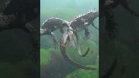 Let's scuba dive with Marine Iguanas in the Galapagos