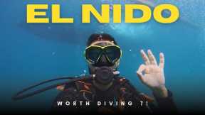 DIVING in El Nido, Palawan’s Underwater Wonders! What to expect!