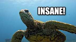 Scuba Diving in Paradise | KAUAI HAWAII