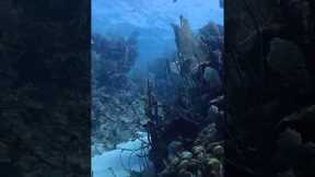 Scuba Diving Utila: Best Dive Sites, Things to Do, & More