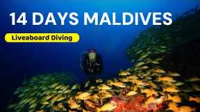 Exploring Paradise: 14 Days scuba diving on a Maldives Liveaboard 🦈 🤿