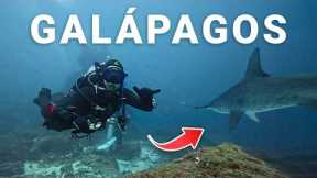 ESSENTIAL Scuba Tips Every Diver NEEDS for Galápagos